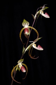 Paphiopedilum Memoria Joan Levy Tustin Phantacy AM/AOS 84 pts. plant